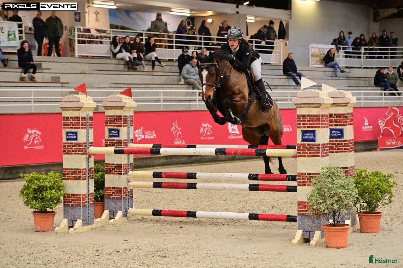  hästar Fremtidig GP ponni tilsalgs - Annons 11