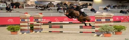 Hoppning hästar till salu: Fremtidig GP ponni tilsalgs - Annons 1