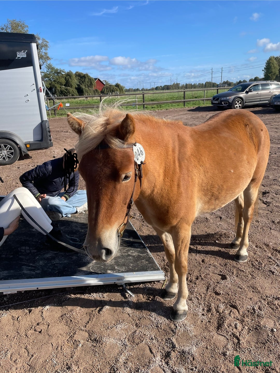 Övrigt hästar till salu: Världens bästa Mira i Lidköping - Annons 2