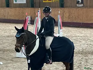 hästar Fantastiskt ponny💫 - Annons 7