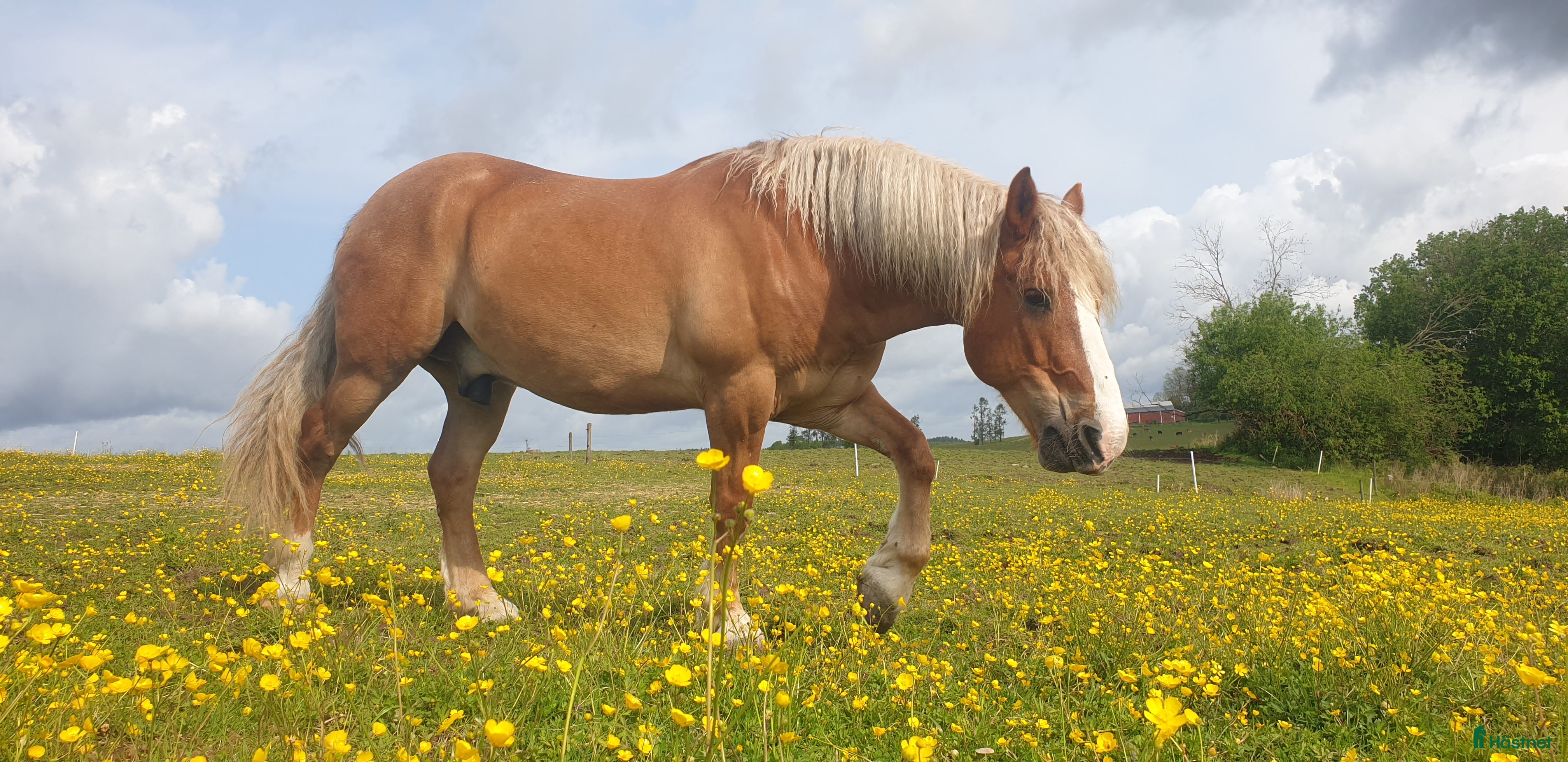  hästar Nyfiken skogsmulle! i Färgelanda - Annons 16