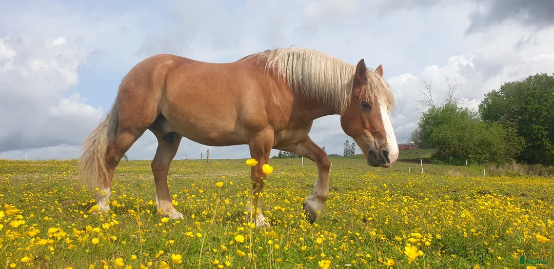 Allround hästar till salu: Nyfiken skogsmulle! i Färgelanda - Annons 1