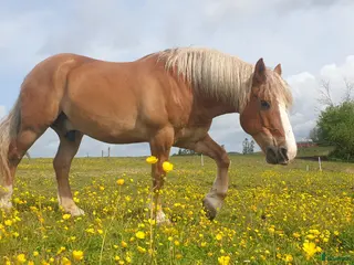 hästar Nyfiken skogsmulle! i Färgelanda - Annons 16