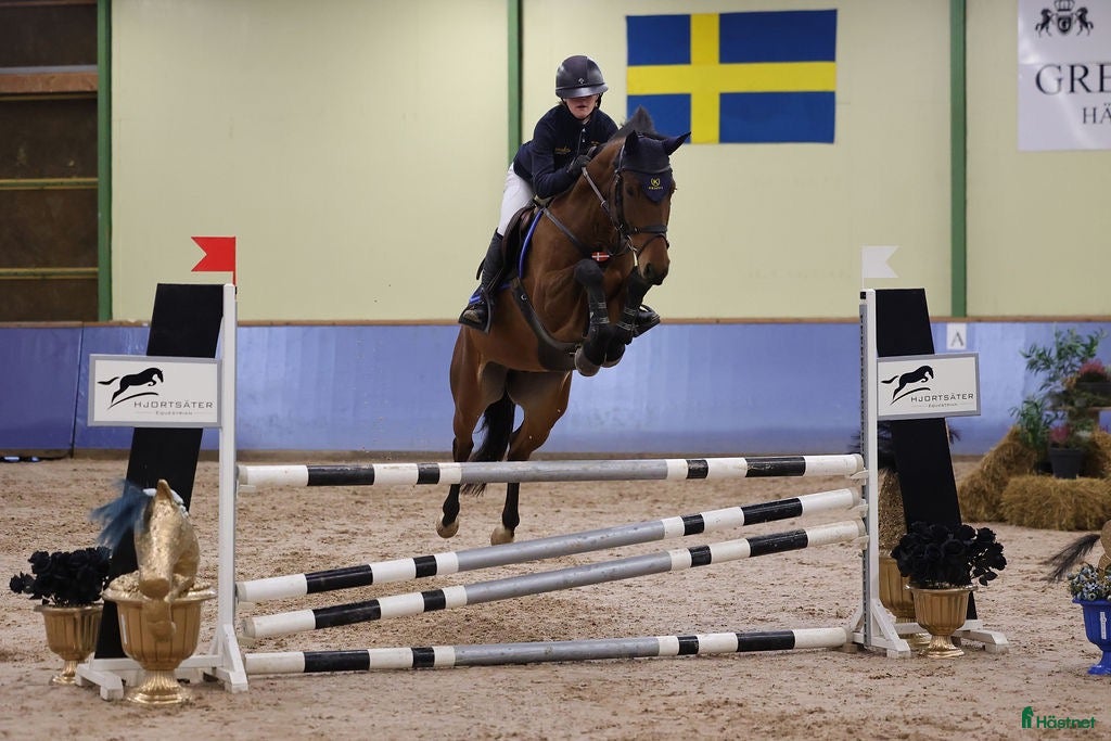 Hoppning hästar till salu: Ibolensky - Numero Uno - Annons 1