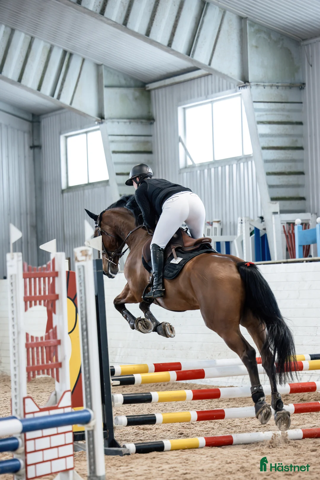 Fälttävlan hästar till salu: Vakker 5års med WOW faktor!! - Annons 7