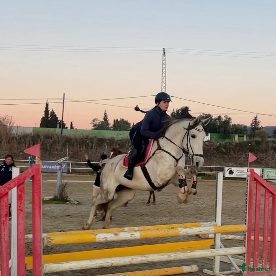  hästar Din framtida bästa vän - Annons 10