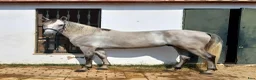 Working Equitation hästar till salu: Fin allround PRE valack. Korrekt o intelligent - Annons 4