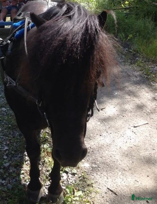  medryttarhäst sökes: Söker Medryttarponny/ häst  i Västerås - Annons 12