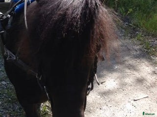 medryttarhäst sökes: Söker Medryttarponny/ häst i Västerås - Annons 12