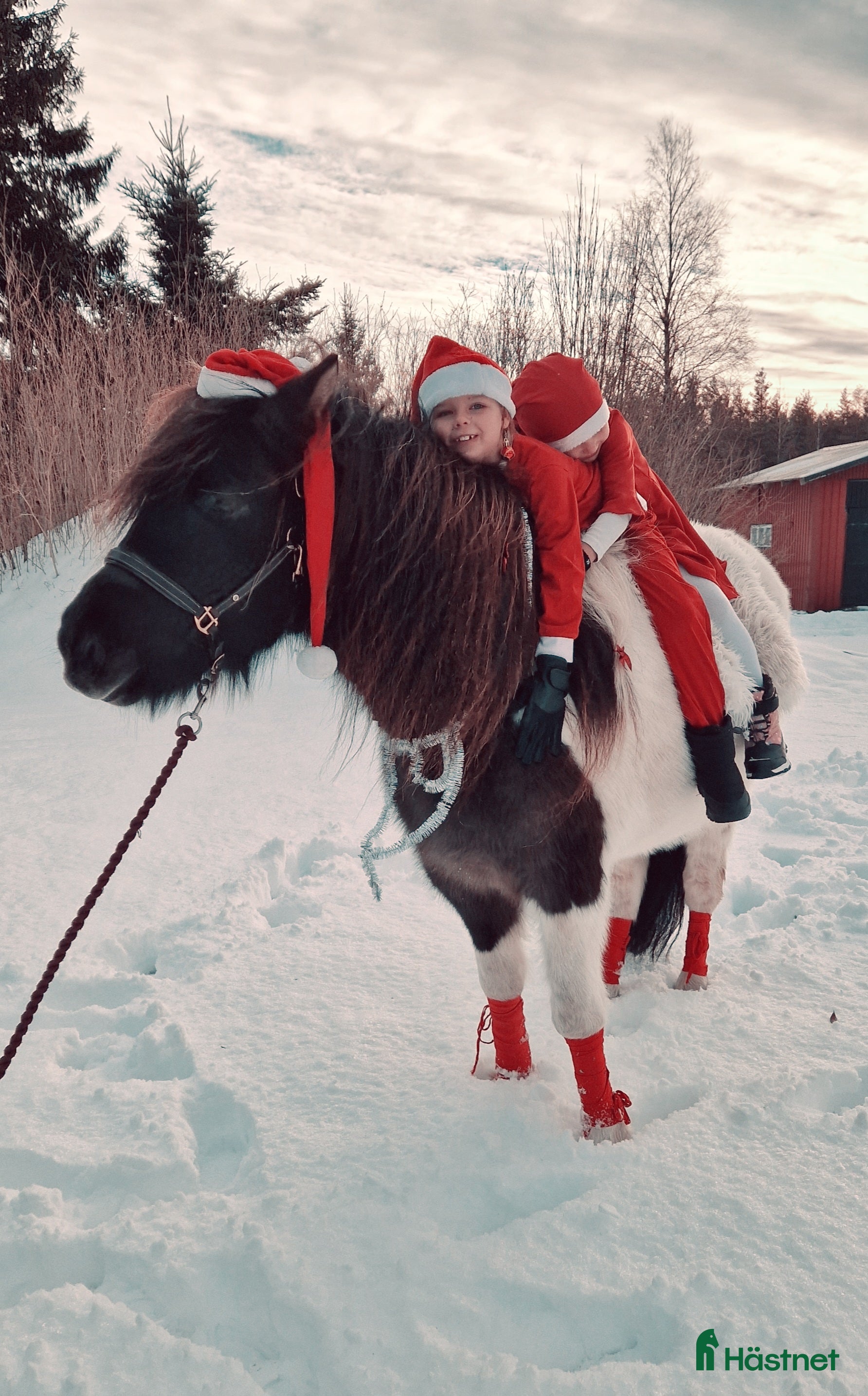  hästar Islandssto i Åseda - Annons 18