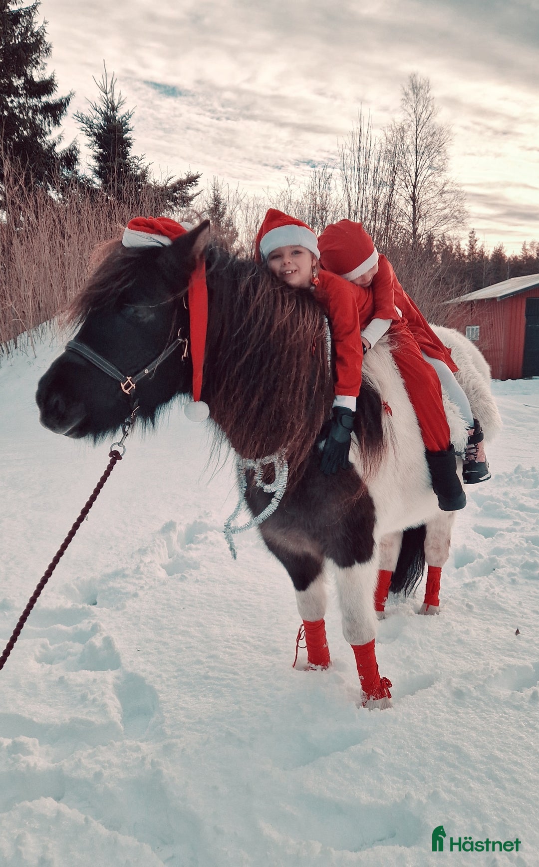 Övrigt hästar till salu: Islandssto i Åseda - Annons 1