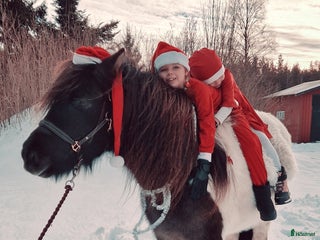 Övrigt hästar till salu: Islandssto i Åseda - Annons 1