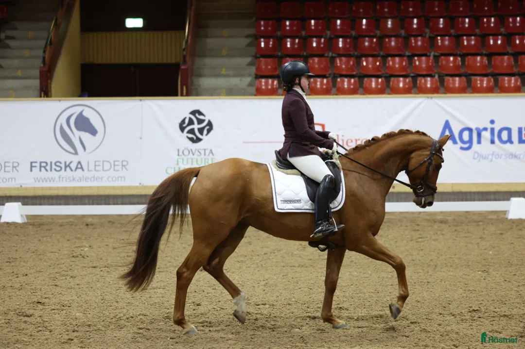  hästservice finnes: Inridning, tillridning och/eller försäljning i Askersund - Annons 2