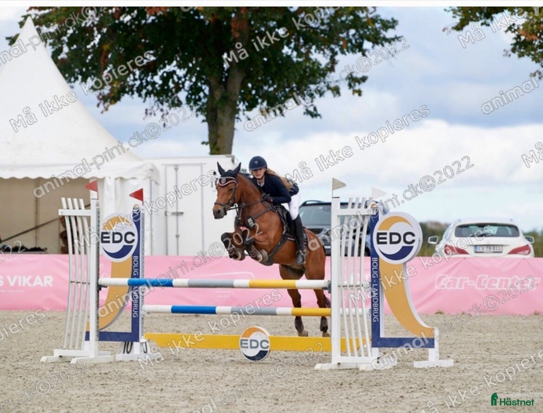 Hoppning hästar till salu: Romeo’s Karl Smart i Roskilde - Annons 2