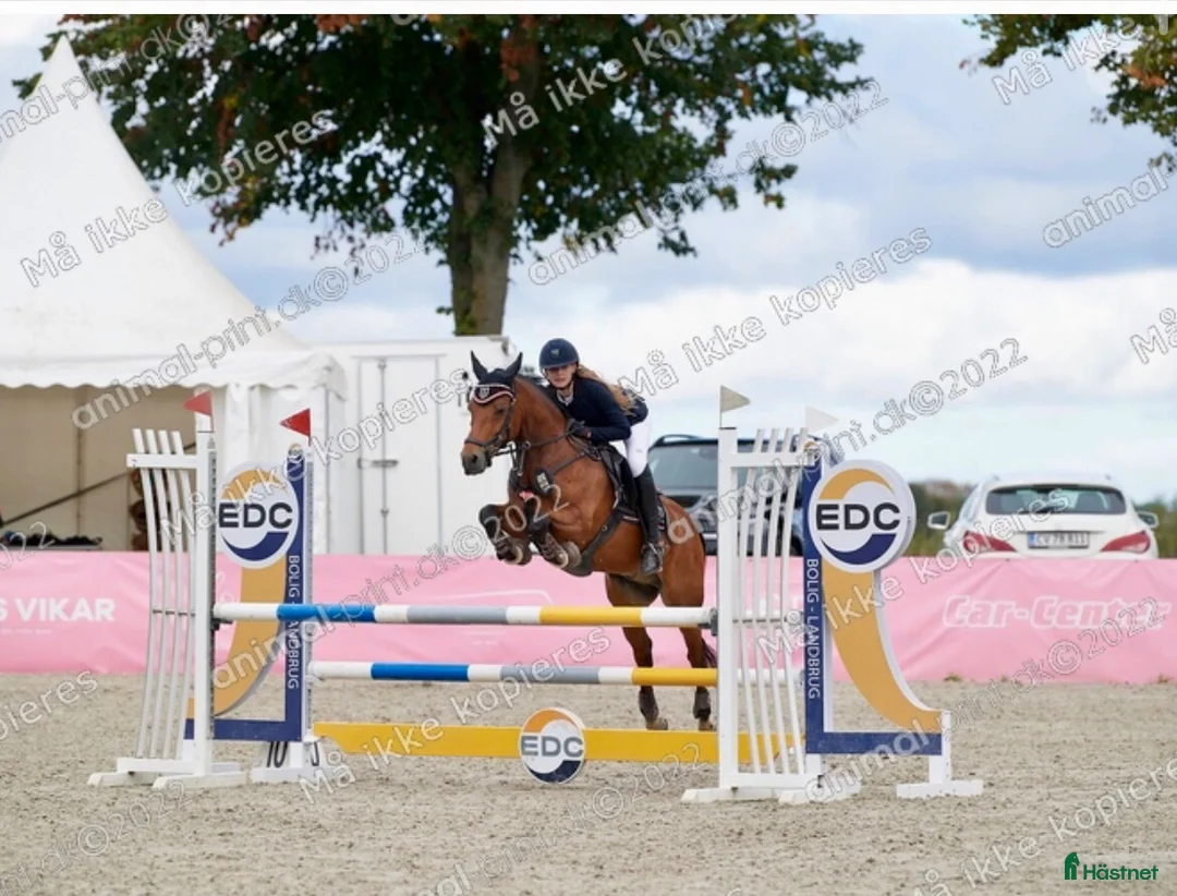 Hoppning hästar till salu: Romeo’s Karl Smart i Roskilde - Annons 2