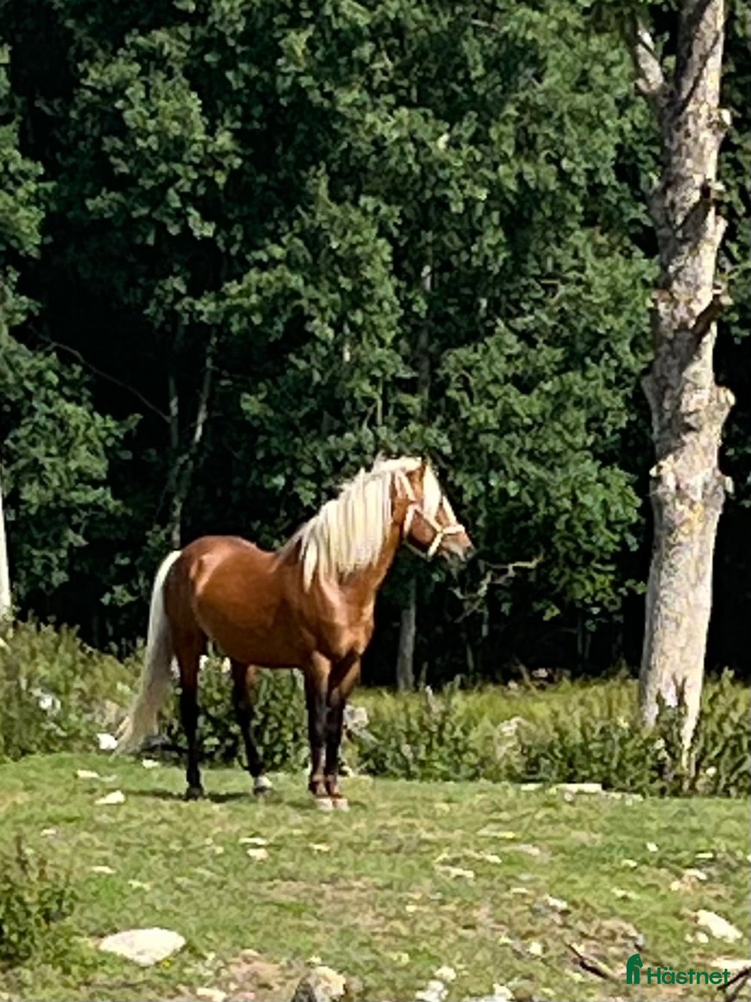  hästar En bra häst att börja utbilda - Annons 2