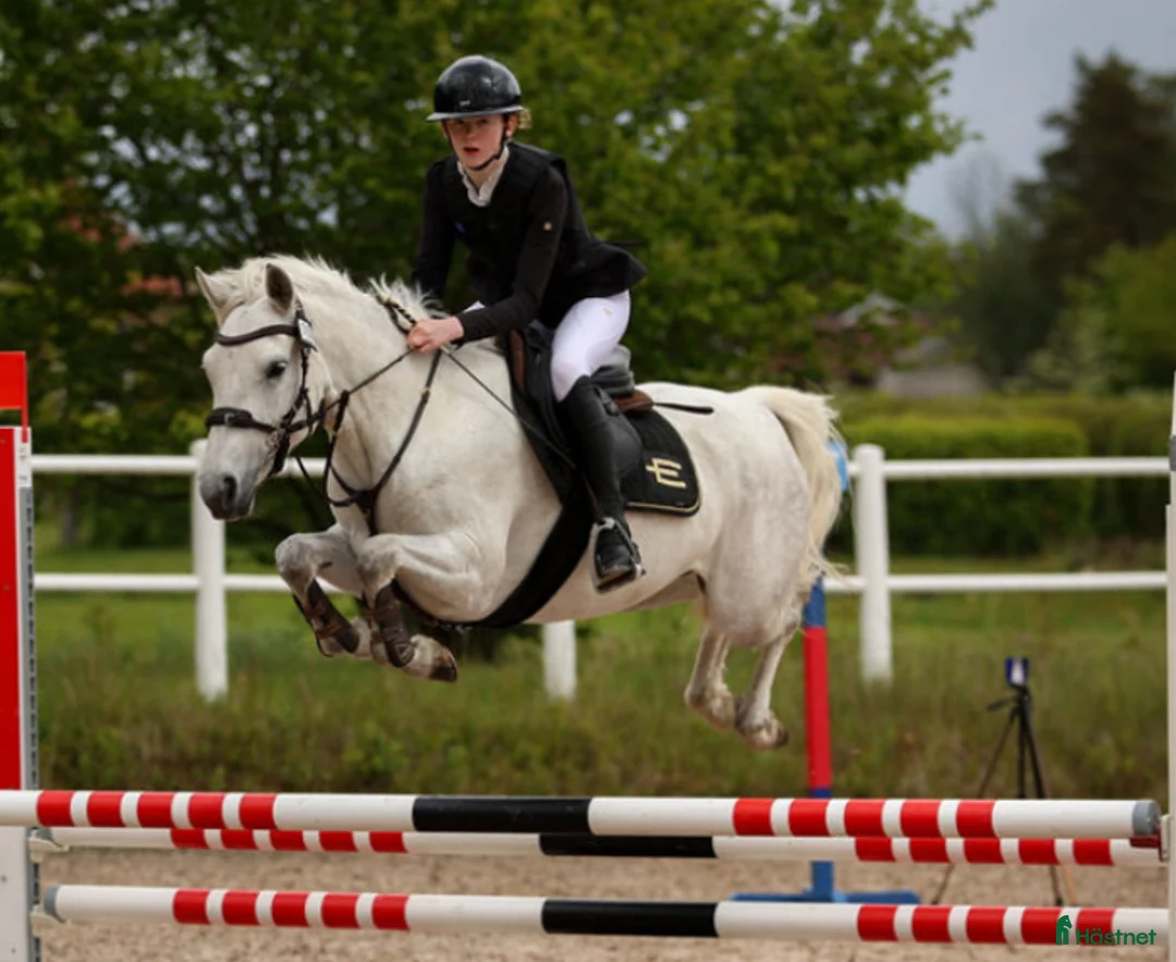 Avelshästar hästar till salu: Lovande ponny för framtiden  - Annons 3