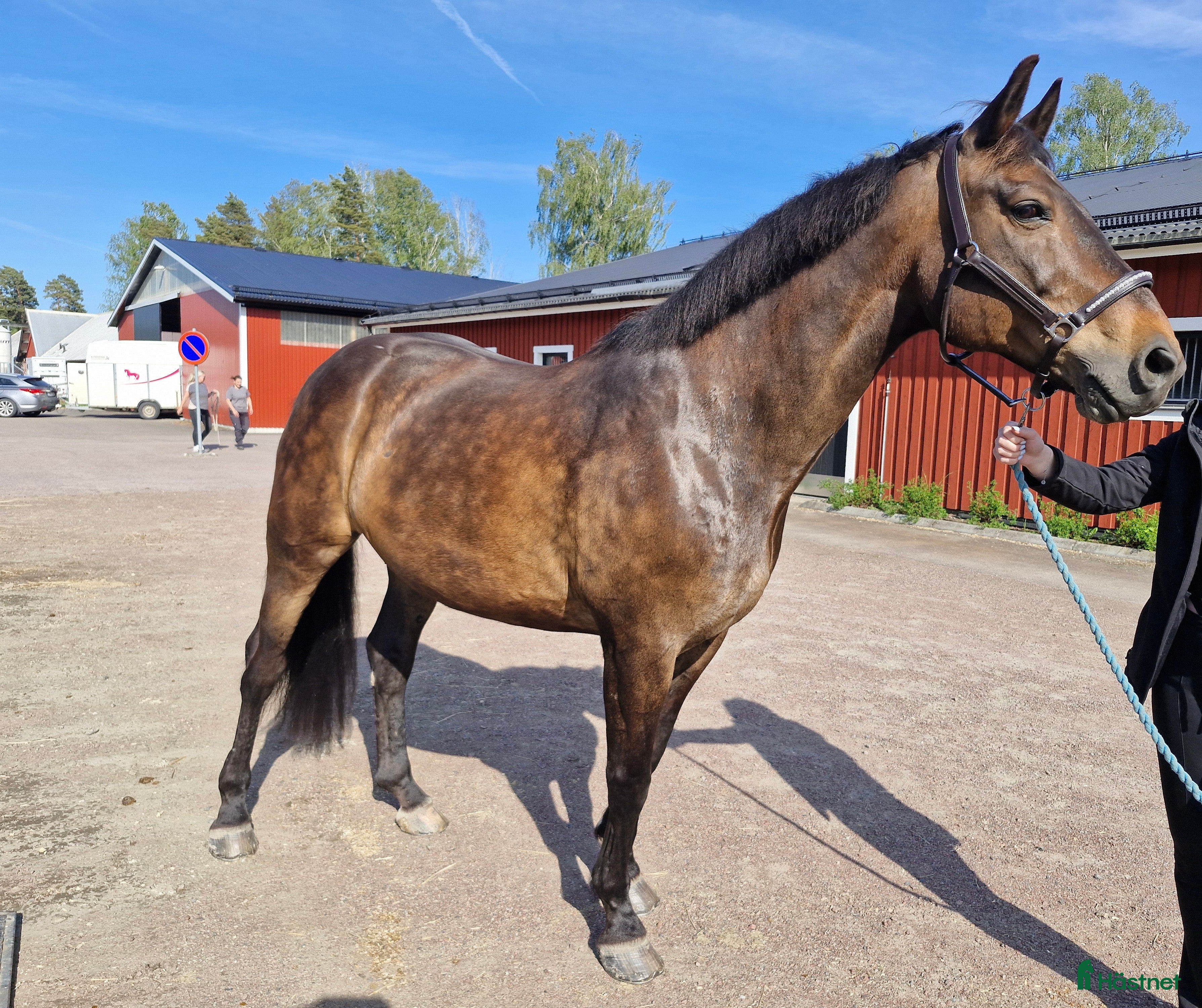  hästar Mysigt halvblod utlånas - Annons 13