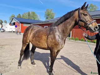 hästar Mysigt halvblod utlånas - Annons 13