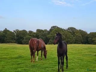stallplats Lösdrift för sto med föl - Annons 5