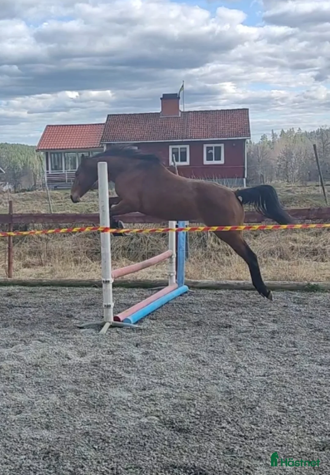 Fälttävlan hästar till salu: Snäll treårig valack - Annons 4