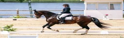 Dressyr hästar till salu: Sto med fantastisk utstrålning  - Annons 3
