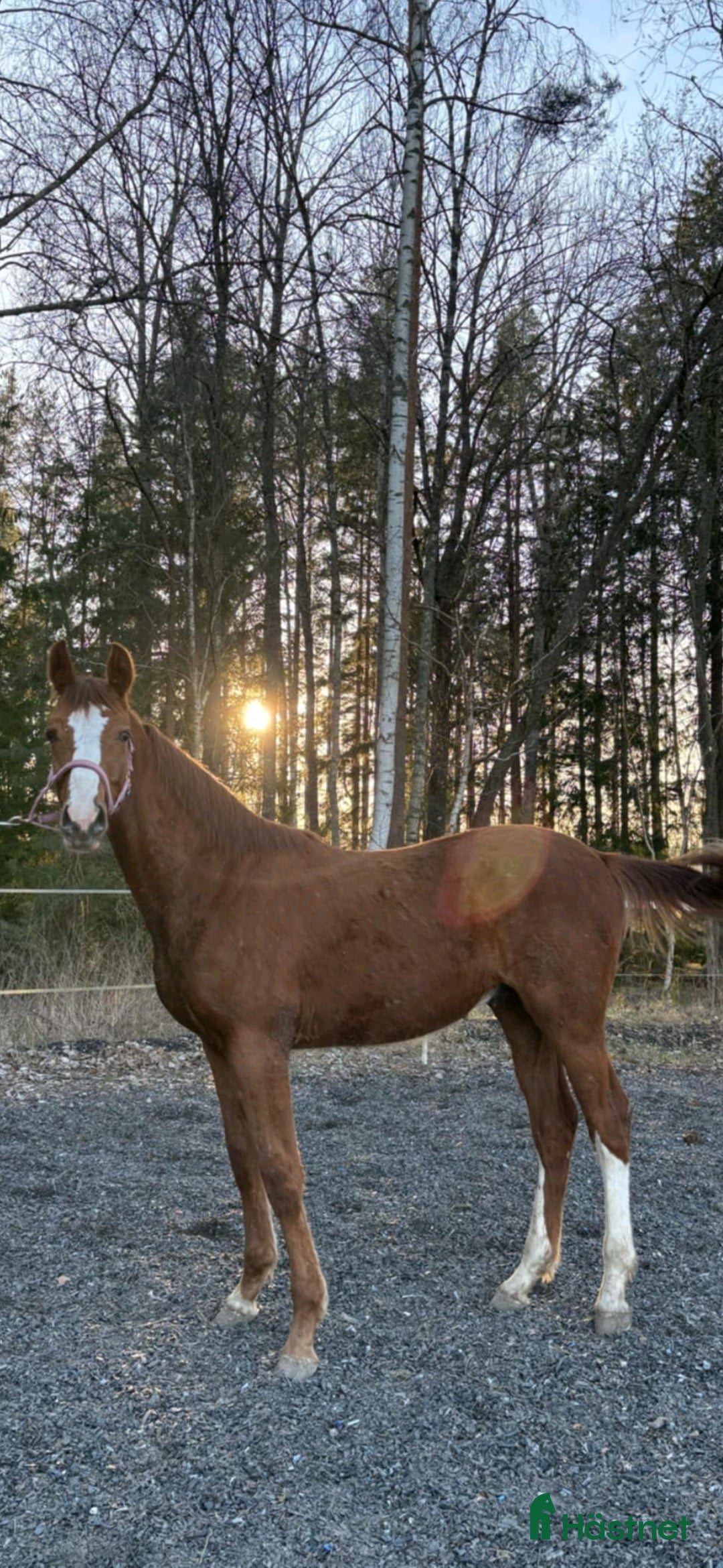 Hoppning hästar till salu: 🌟Joinville🌟 f.2024 hopp/fälttävlan i Sköldinge - Annons 4