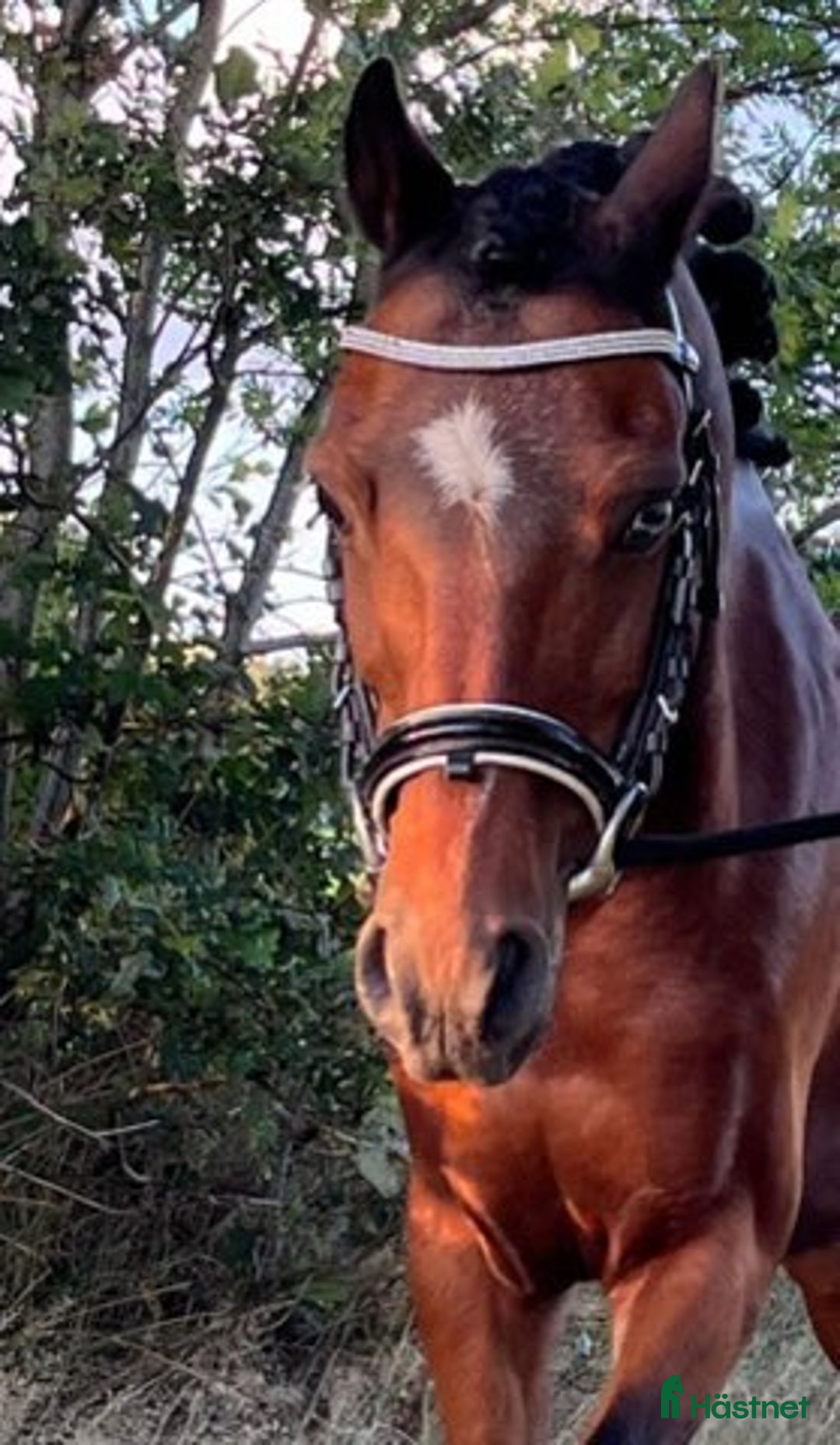 Allround hästar till salu: Träningskompis i Falun - Annons 1