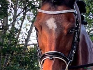 Allround hästar till salu: Träningskompis i Falun - Annons 1