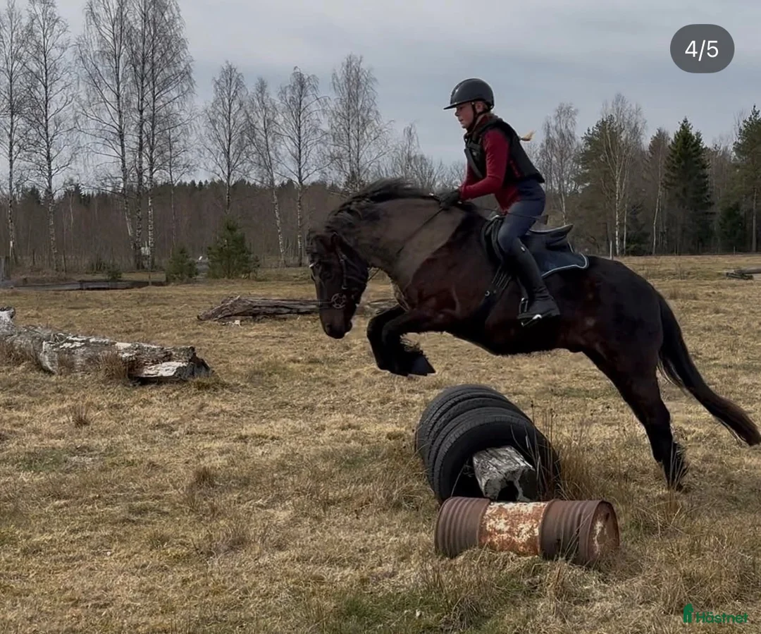 Allround hästar till salu: Snäll allroundponny - Annons 12