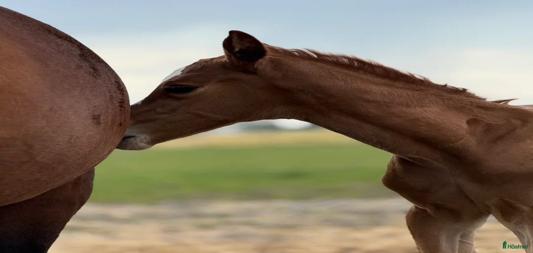 Galleribild {{count}}