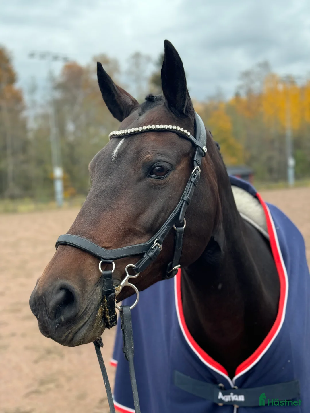 Dressyr hästar till salu: Jättefin ponny tillsalu❤️ - Annons 3