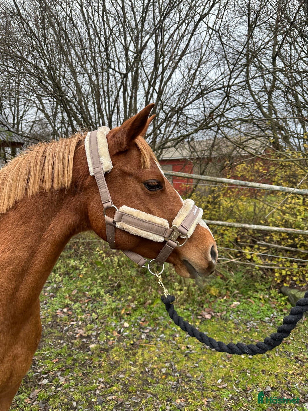 Allround hästar till salu: Trevligt c-ponny sto i Närpes - Annons 2
