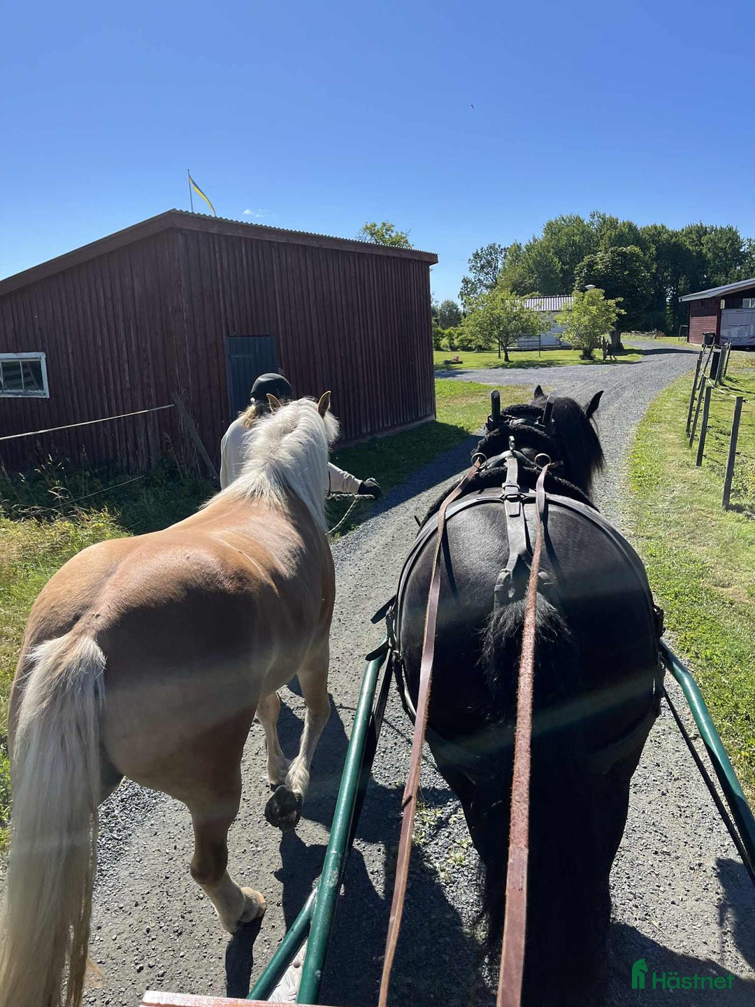 Allround hästar till salu: Haflingersto  i Sandsjöfors - Annons 7