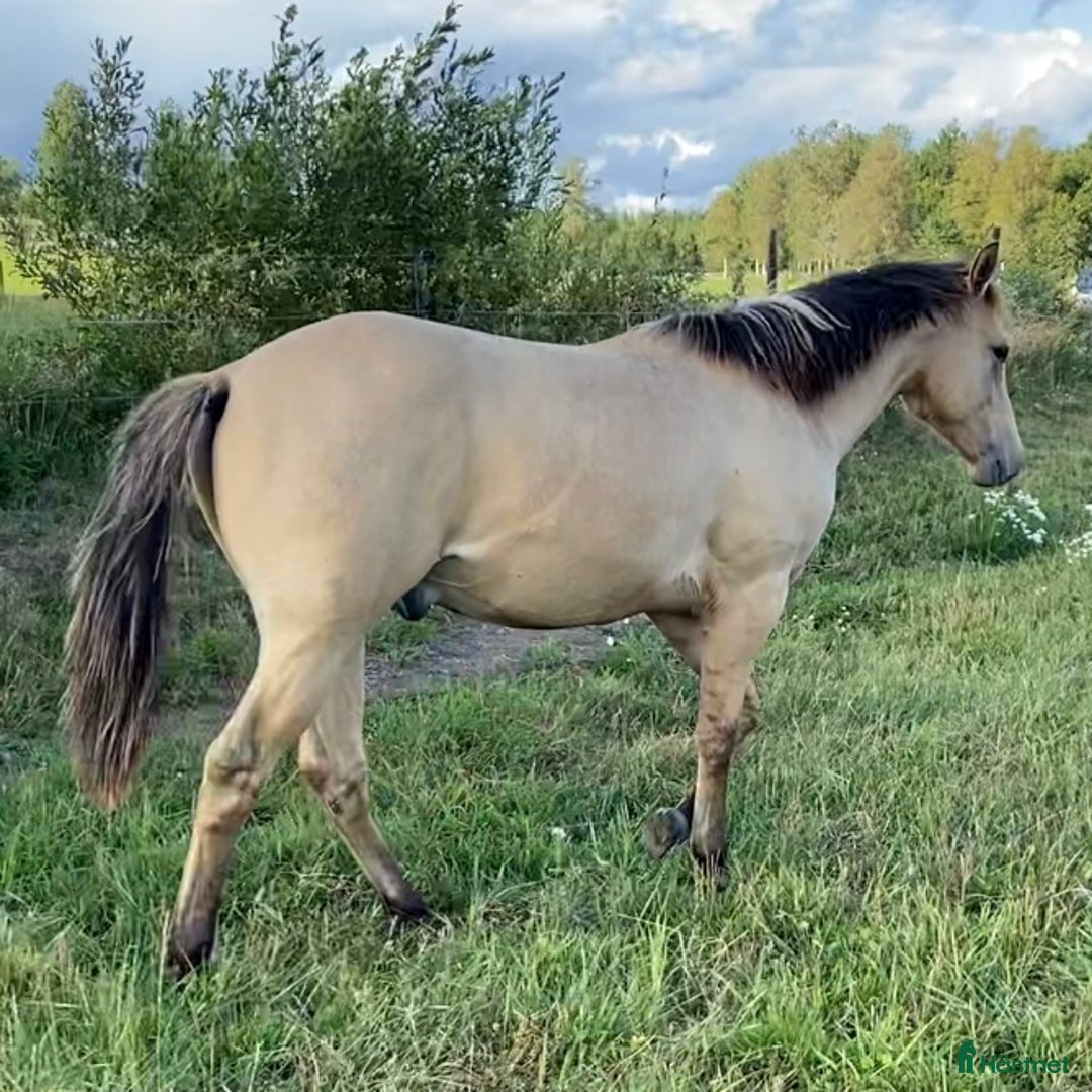 Western hästar till salu: DC Genuine Starlight i Sävsjö - Annons 1