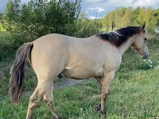 hästar DC Genuine Starlight i Sävsjö - Annons 3