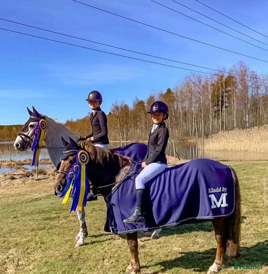 Hoppning hästar till salu: One in A million ponny🌟 i Färjestaden - Annons 10