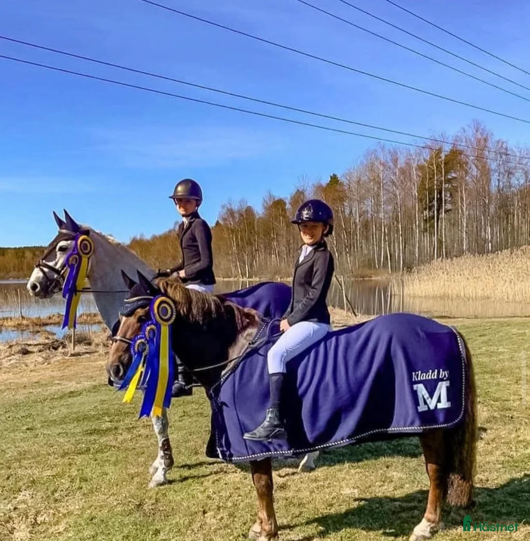 Hoppning hästar till salu: One in A million ponny🌟 i Färjestaden - Annons 10