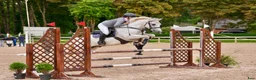 Hoppning hästar till salu: Dressage and showjumping Conemara pony - Annons 13