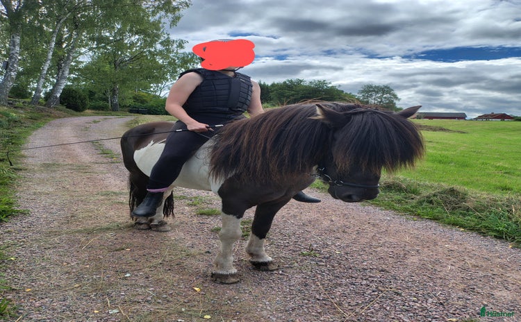  hästar i Hjärnarp - Annons 16