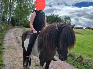 hästar Vacker valack till salu - Annons 3