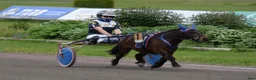Trav hästar till salu: Elitloppsvinnaren Gransjöns Krumelur - Annons 2