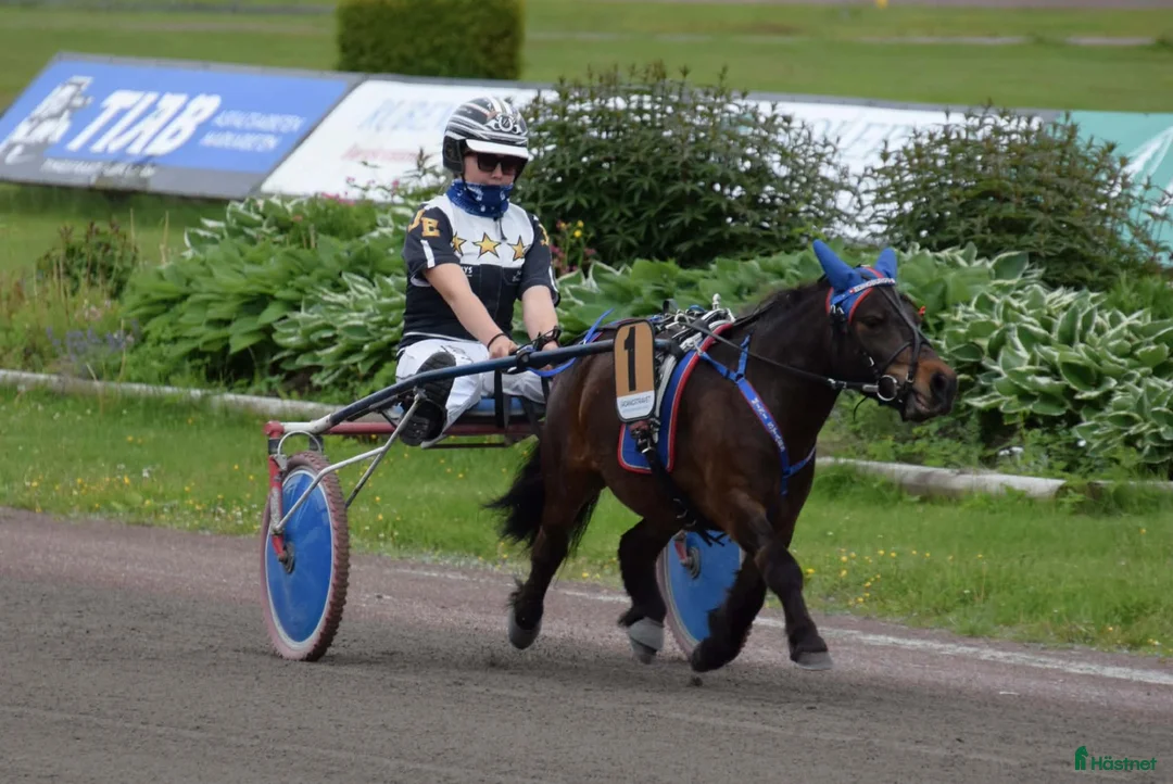 Trav hästar till salu: Elitloppsvinnaren Gransjöns Krumelur - Annons 2