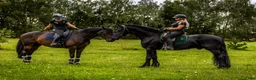 Dressyr hästar till salu: Amazing fresian! Perfect familly horse or sport - Annons 7