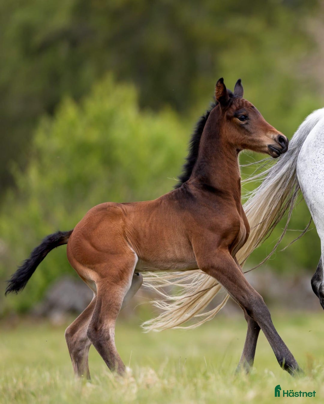 Hoppning hästar till salu: Fantastic Colt for Sale – by Hardrock Z x Indoctro i Ullared - Annons 4