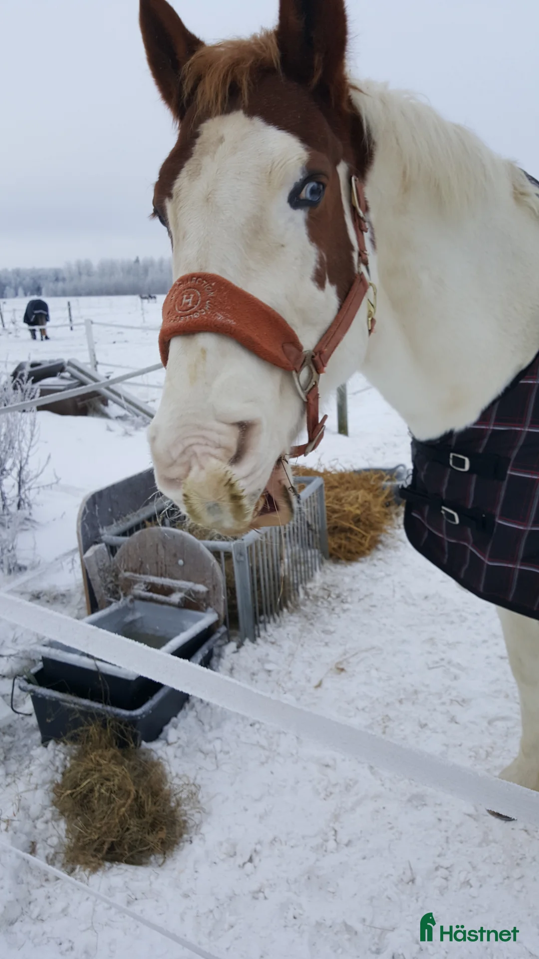 Allround hästar till salu: Supersnäll valack - Annons 2