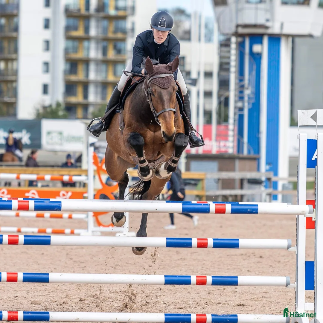 Hoppning hästar till salu: Hopphäst  i Landvetter - Annons 2