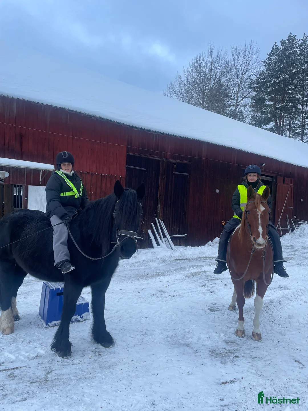 Övrigt hästar till salu: Irishcobsto i Jönåker - Annons 2