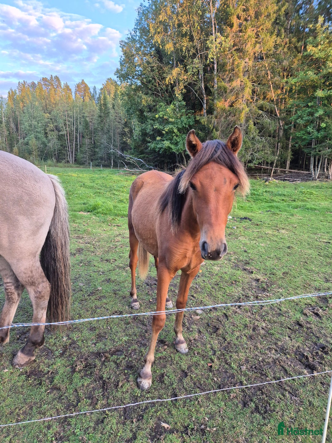 Övrigt hästar till salu: Trevligt ungponnysto snart 2 år i Nälden - Annons 5
