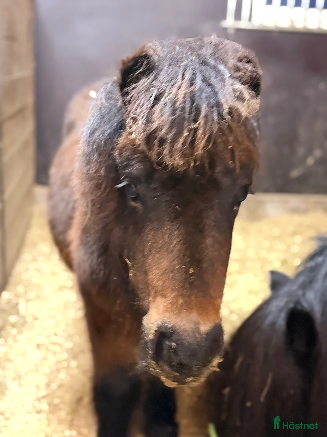 Allround hästar till salu: *** SÅLD **** Lovande bruksponny - Annons 2